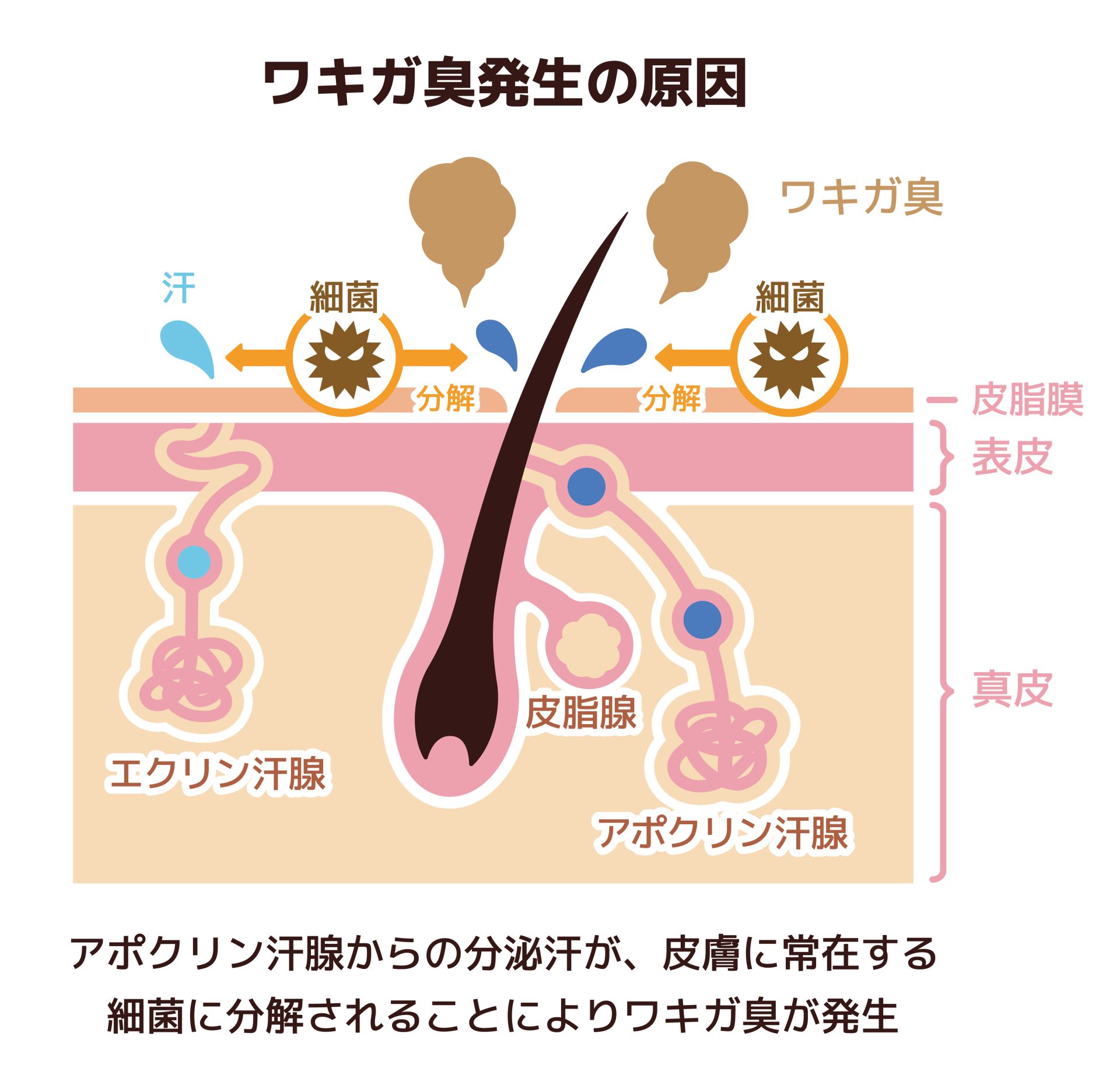 ワキガの図解　logo